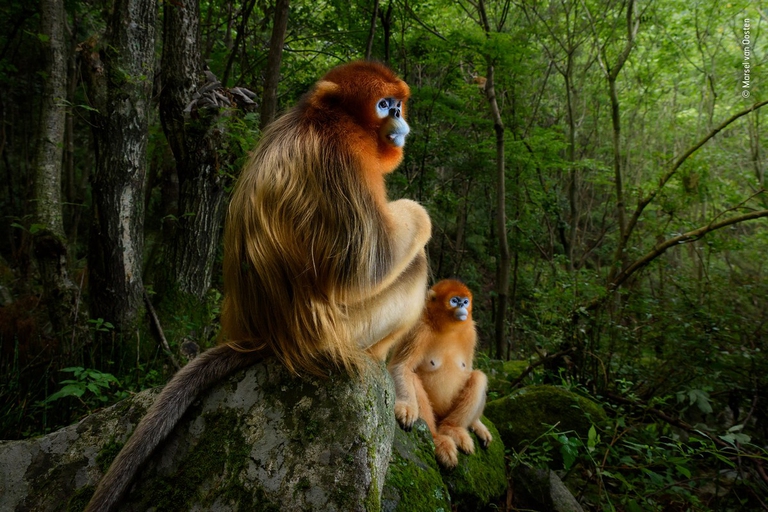 Marsel van Oosten - Wildlife Photographer of the Year