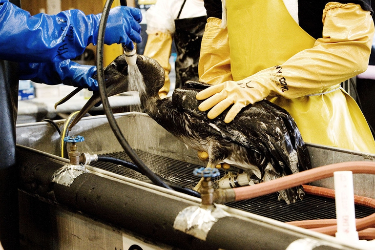 Fort Jackson, la clinica in cui vengono trasportati animali colpiti dalla fuoriuscita di petrolio. Una squadra di veterinari segue gli animali, che vengono puliti e curati prima di essere rilasciati. Due veterinari che lavano un giovane pellicano. Venice. ©Giada Connestari 