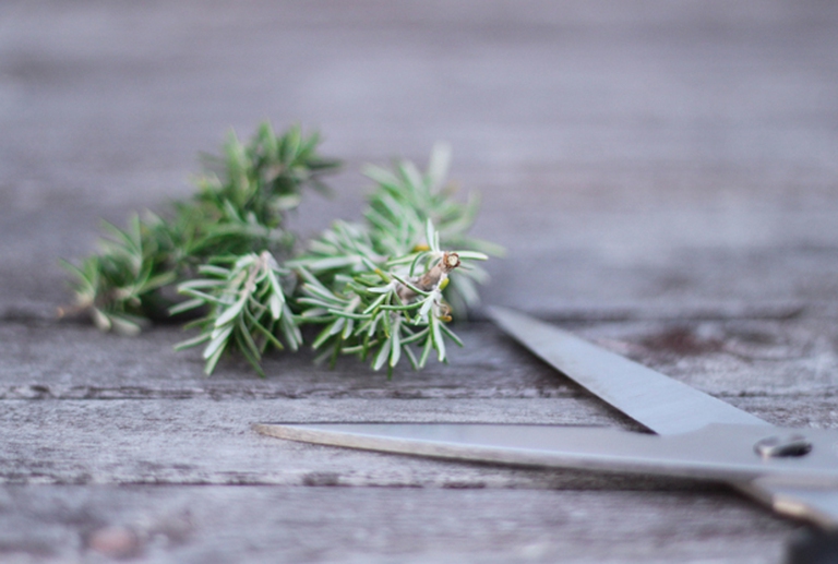 rosmarino_forbici