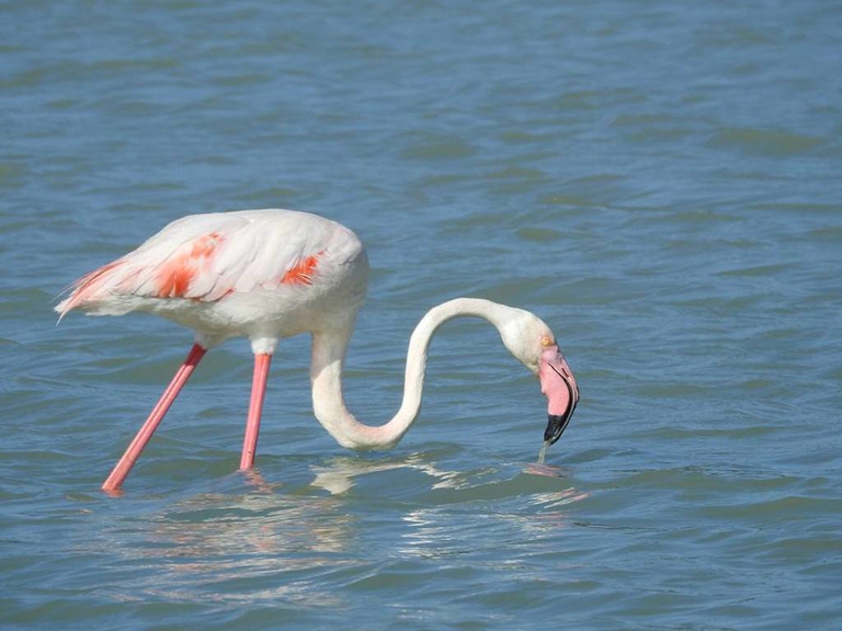 Un fenicottero alle saline di Molentargius