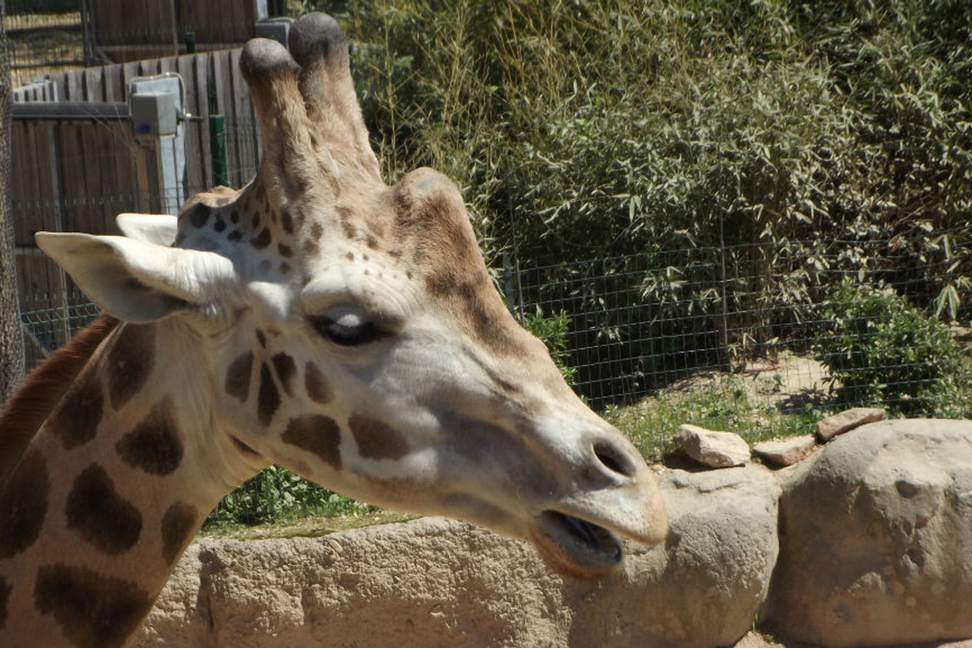 Come Si Chiama Il Maschio Della Giraffa