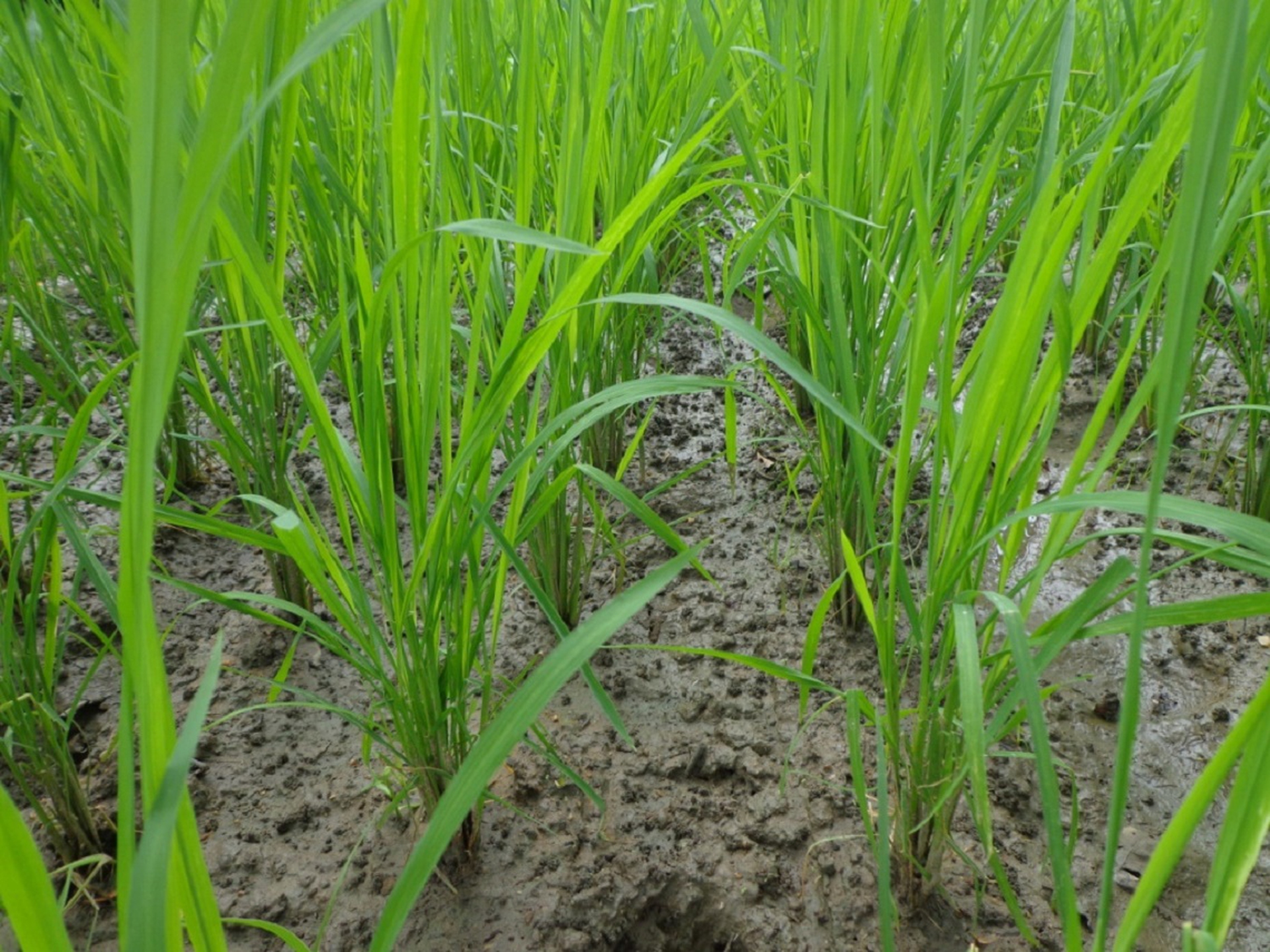 Organic farming change lives of tribal communities in India