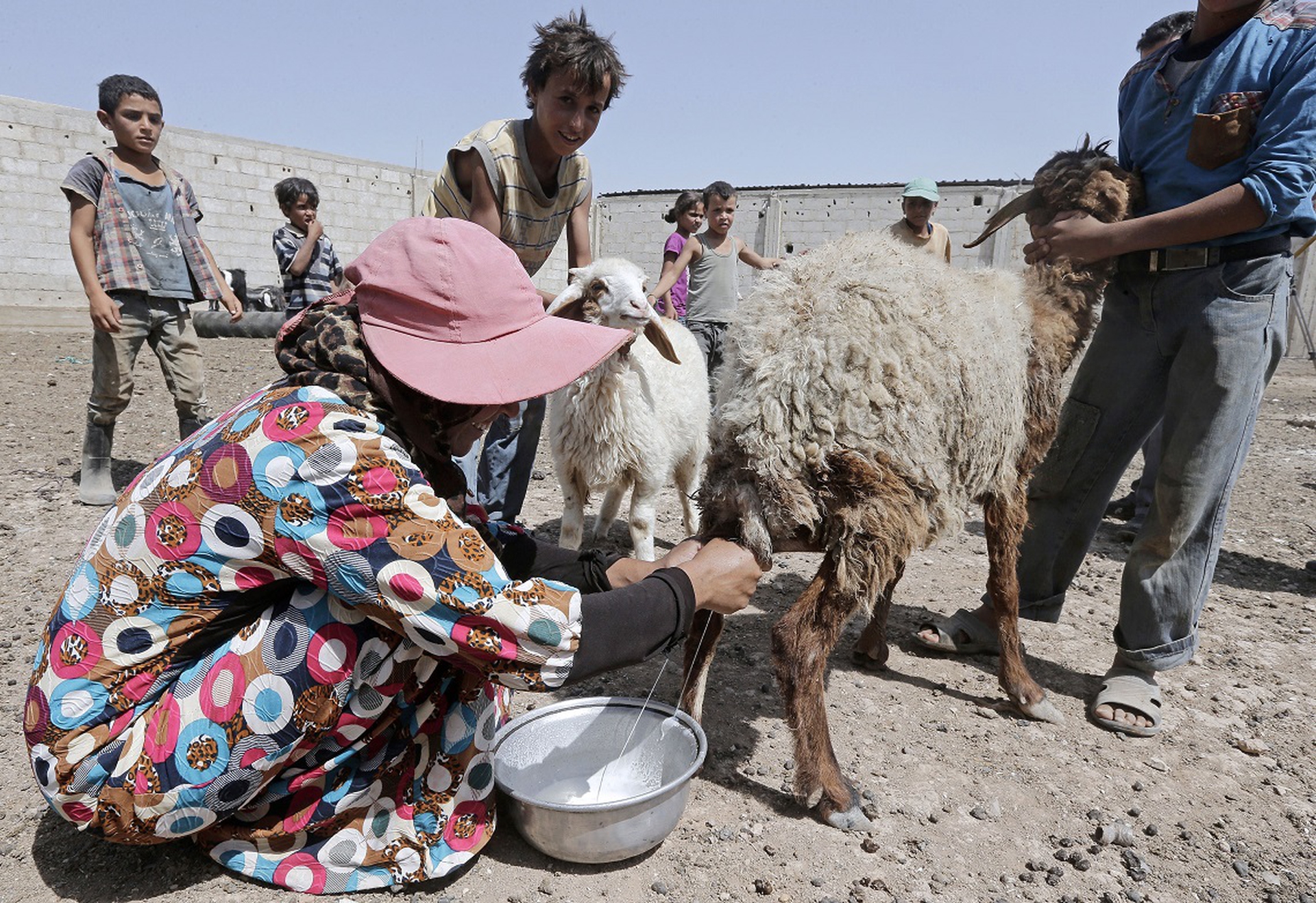 Um Yazan durante la mungitura delle pecore