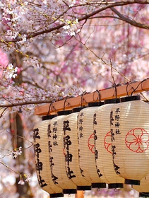 È l’ora dell’hanami, la contemplazione dei ciliegi in fiore in Giappone