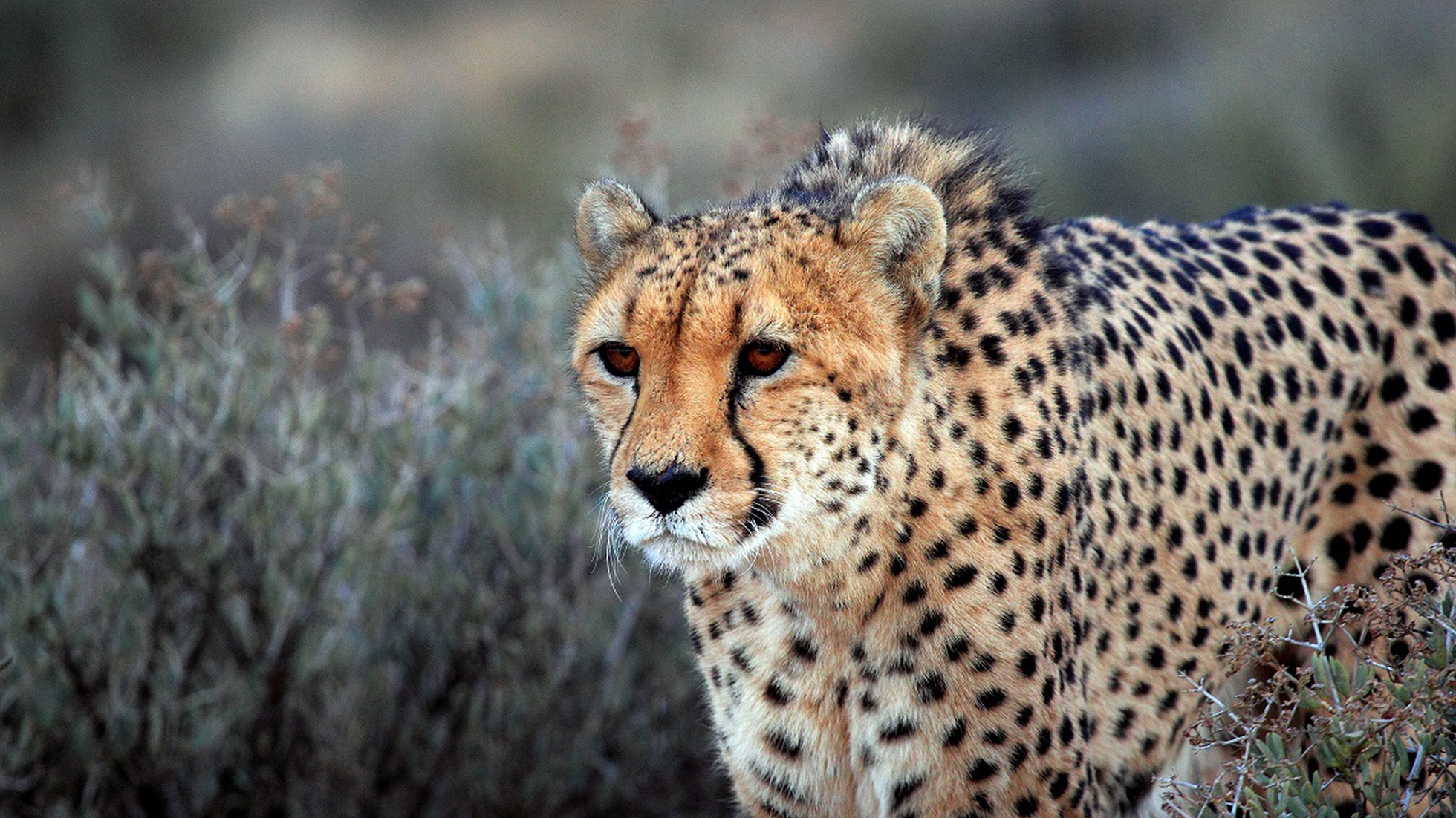 asiatic cheetah