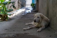 Legambiente. In Italia 2 milioni di cani non sono registrati. 71mila sono stati abbandonati nel 2022