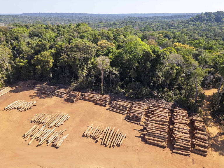 Alberi abbattuti in Amazzonia