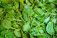 Spincaci: come si cucinano, ricette proprietà e coltivazione