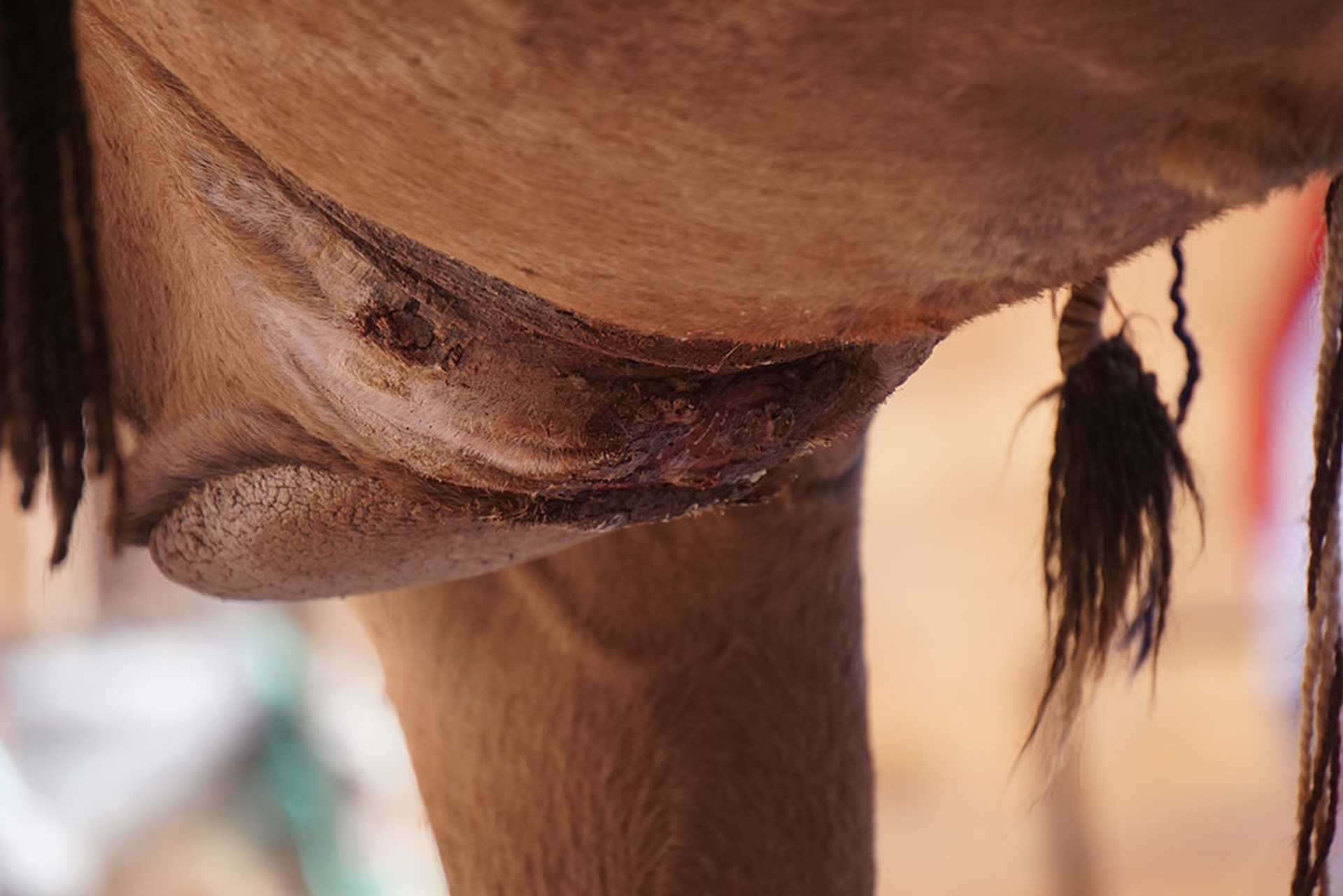 Maltrattamenti animali a Petra, in Giordania