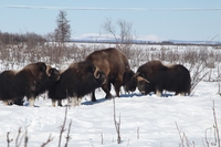 Come i bisonti ci salveranno dai cambiamenti climatici. La visione del Pleistocene Park