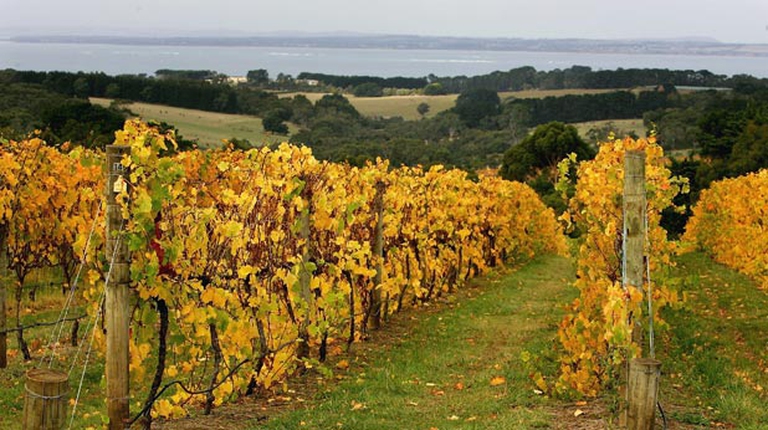 Australia-cosa-si-fa-se-il-vino-e-a-rischio-3