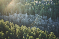 Le foreste della Terra cambiano a due velocità. Il quadro globale tra deforestazione e boschi in crescita