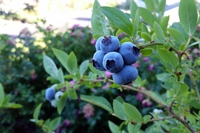 Mirtilli, 7 ricette dolci e salate che li valorizzano