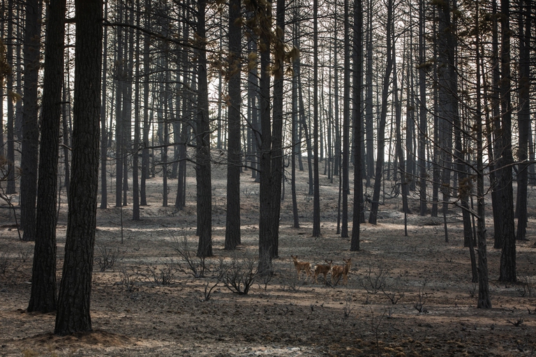 wildfires, oregon