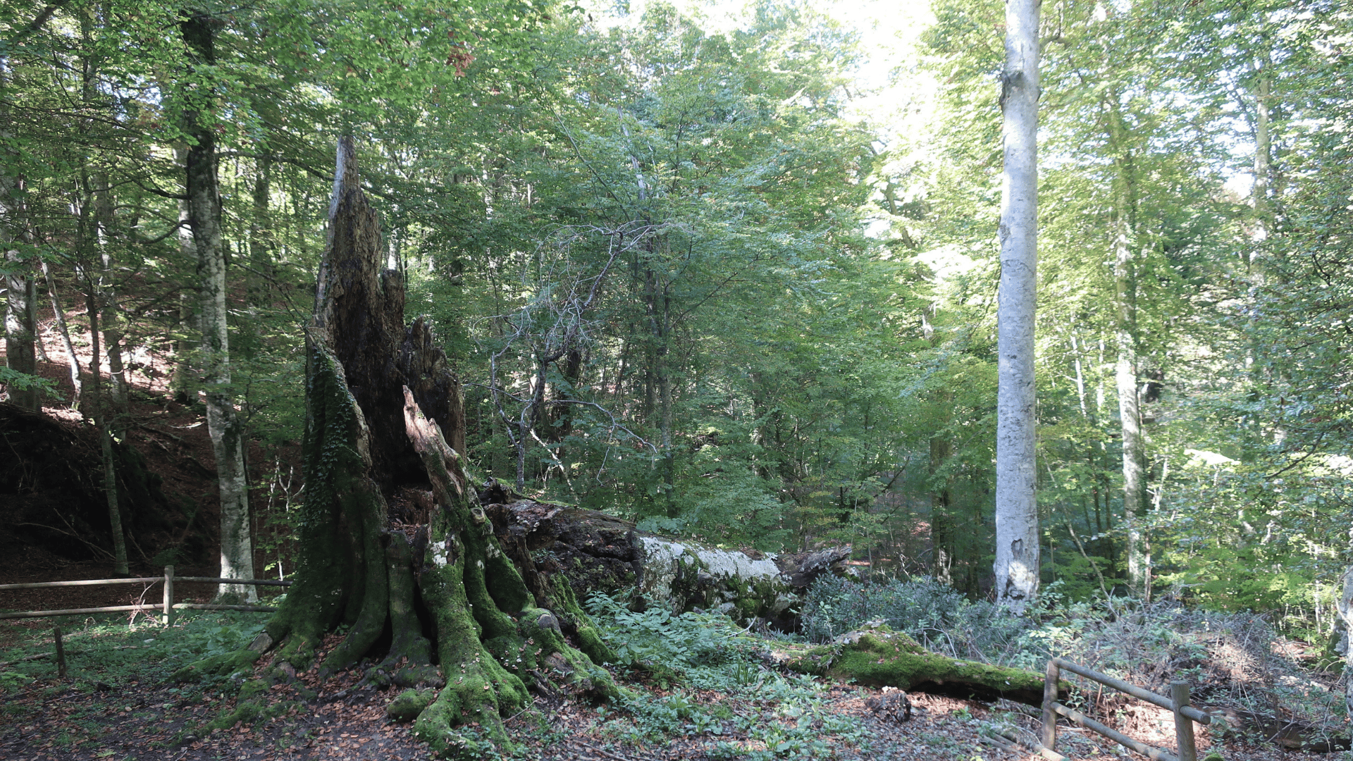 Faggio plurisecolare