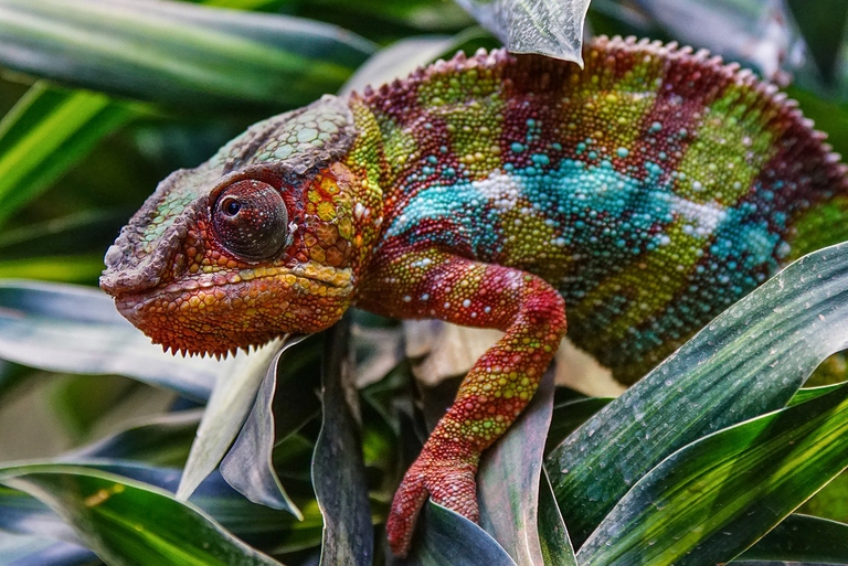 Camaleonte pantera (Furcifer pardalis) in Madagascar