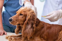 Anestesia nel cane, consigli e precauzioni per evitare problemi