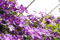 Clematis, il fiore di clematide