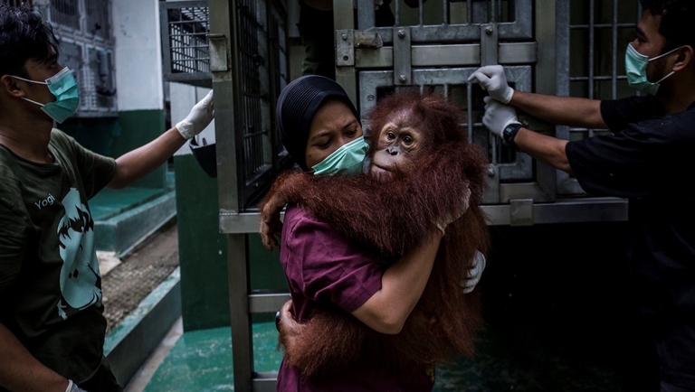 Orango portato in un centro di recupero