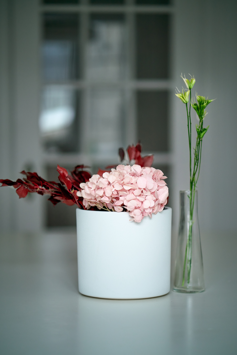 fiori Mirai flowers