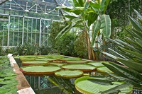 I giardini botanici di Villa Taranto, un viaggio nei 5 continenti
