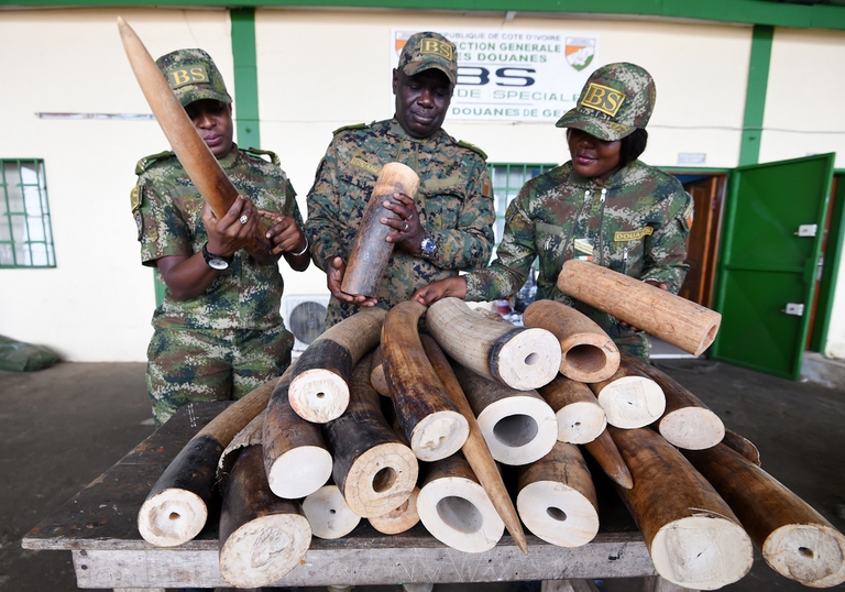 Avorio confiscato dai ranger in Congo