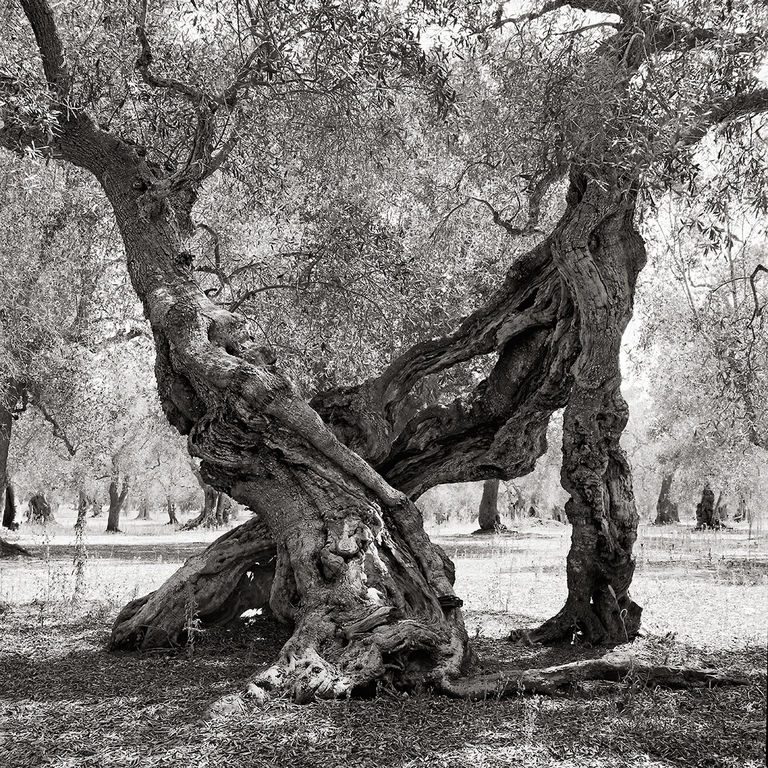 jacques berthet, xylella