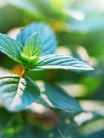 An ice cream with all the properties and natural colour of mint