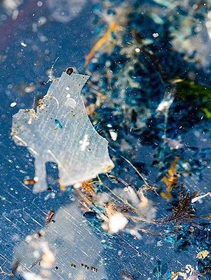 Più plastica nei pesci del Tirreno, lo studio di Greenpeace
