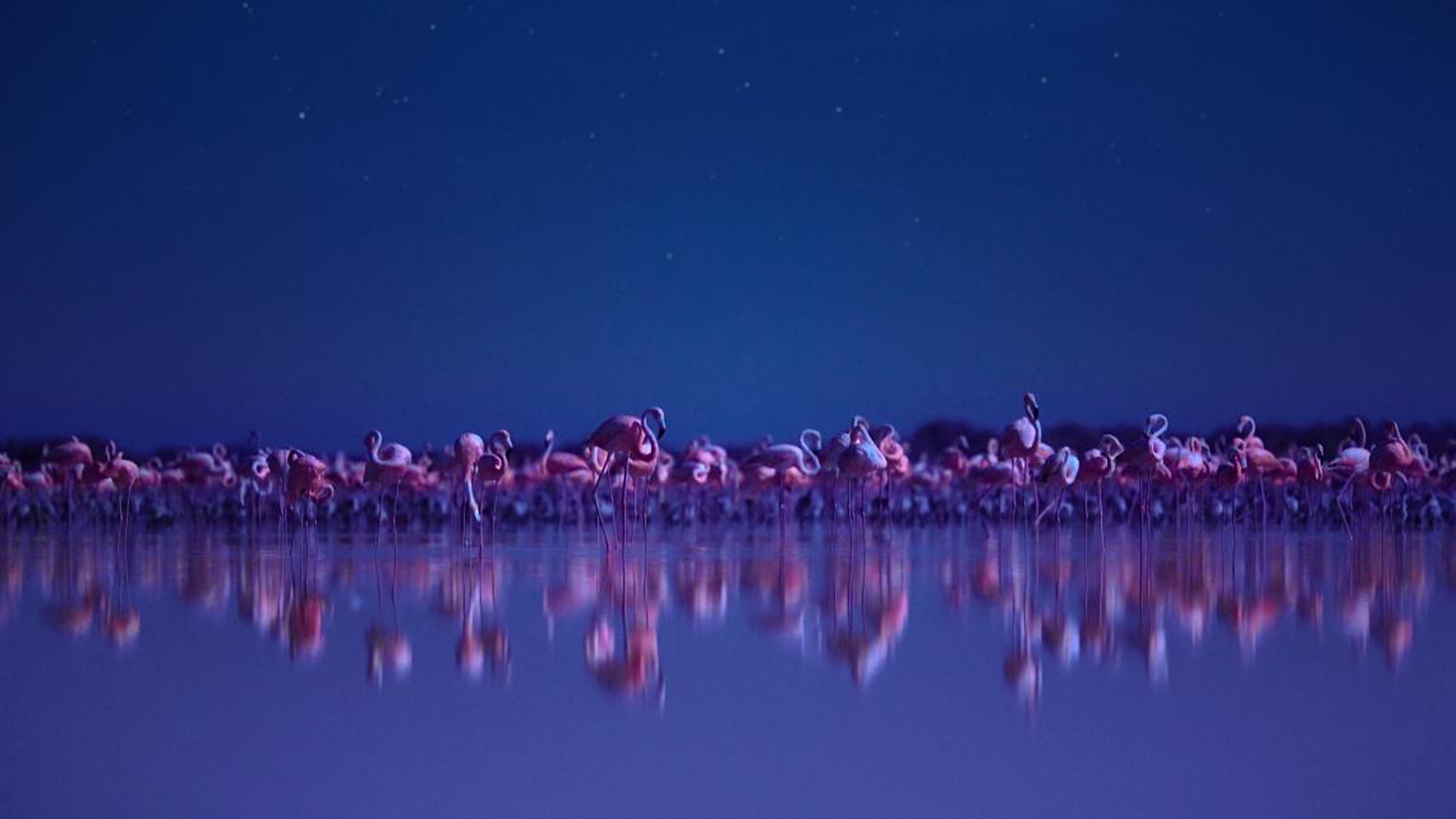 I fenicotteri rosa dello Yucatan