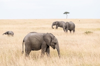 Il Sudafrica vuole allevare elefanti e altri animali selvatici per la loro carne