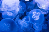 Meduse alla conquista del Mediterraneo, sono decuplicate dal 2009