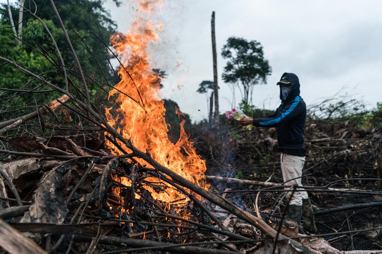 deforestation colombia farc amazon forest logging peace