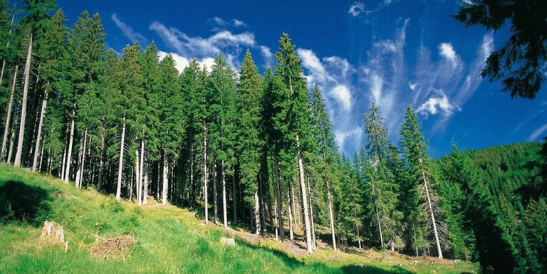 foresta dei violini trentino