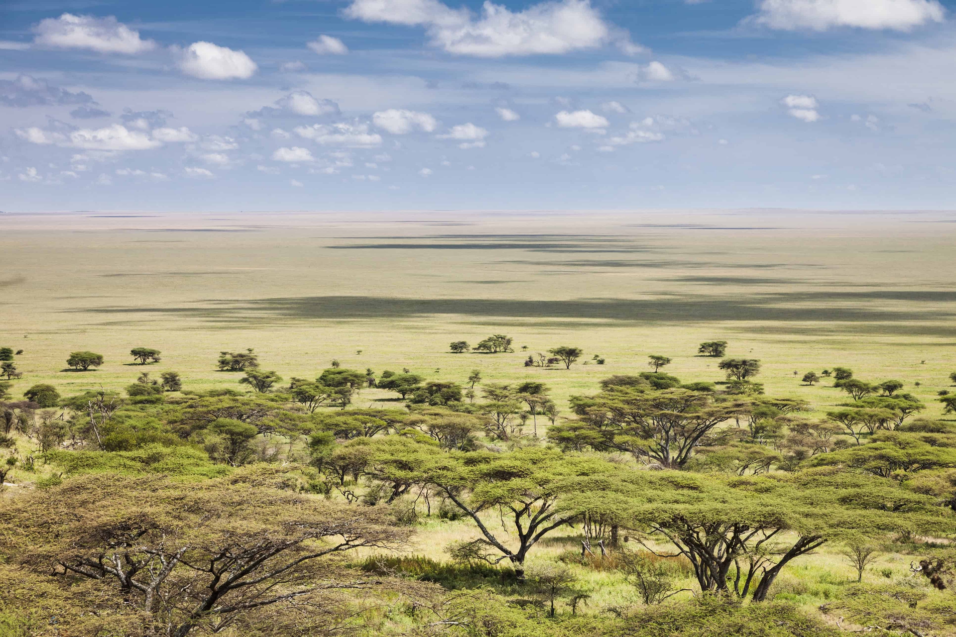 La piana del Serengeti