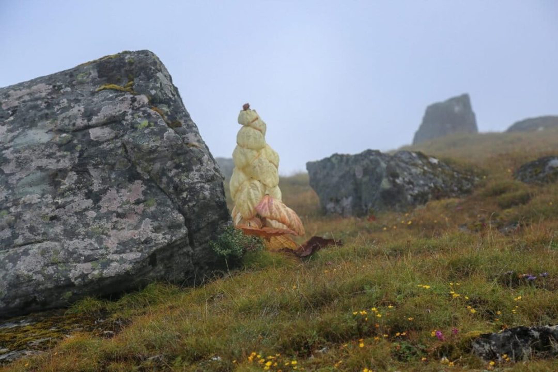 Himalayan-Rhubarb-at-4500m-in-Lungbasamba-area
