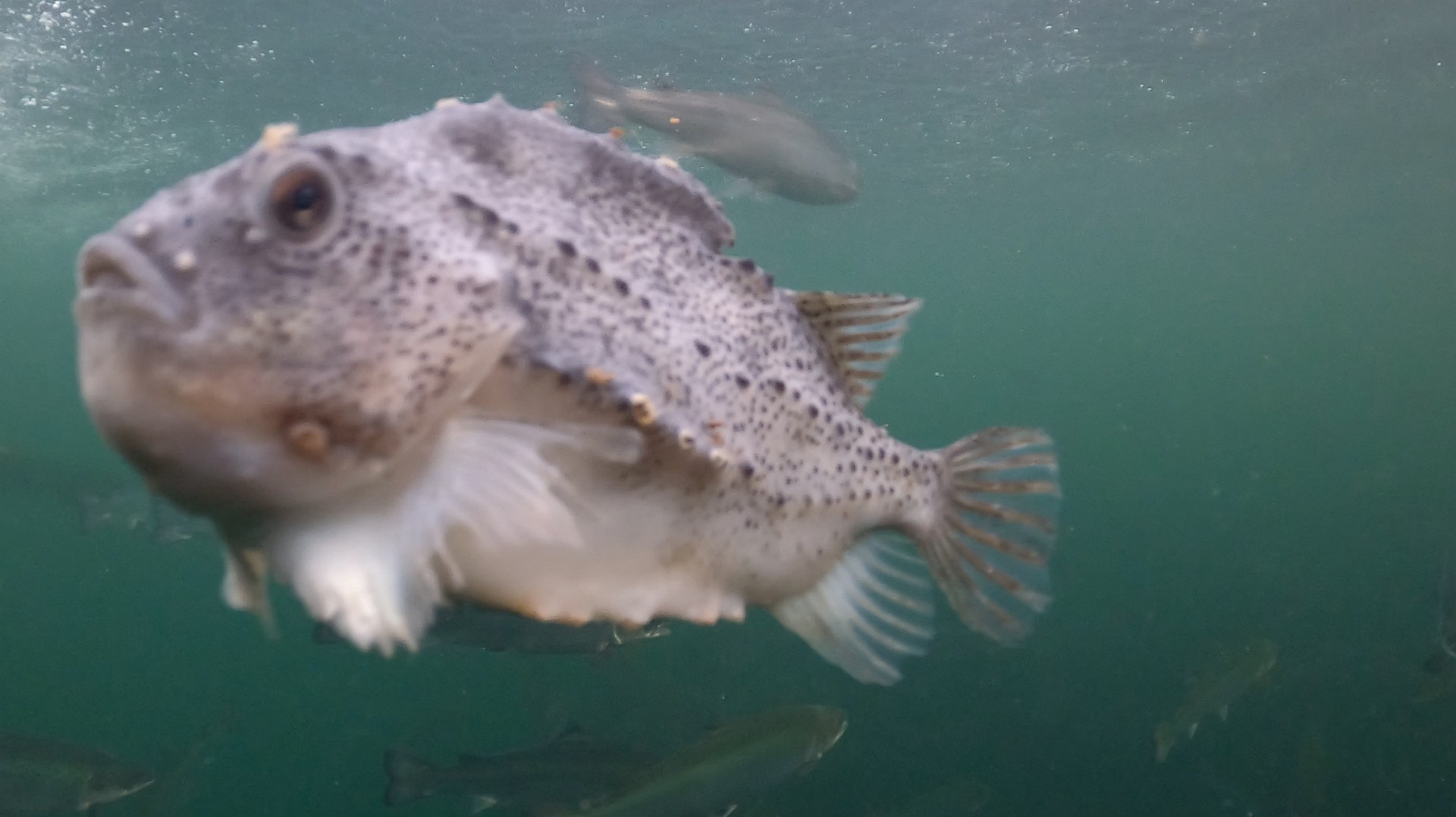 Epidemie di pidocchi in un allevamento intensivo di salmoni scozzesi