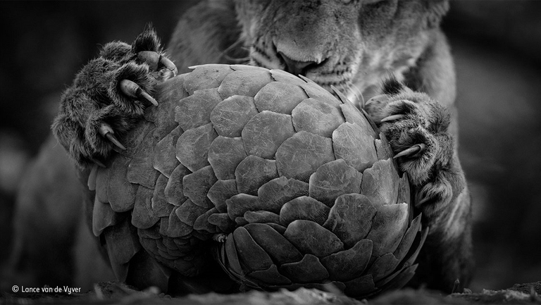 La leonessa e il pangolino
