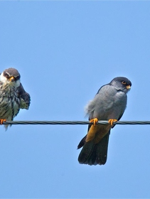 How a village in India became a global role model of biodiversity conservation