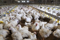 Sempre più allevamenti intensivi in Europa: arriva la prima mappatura delle mega farm europee