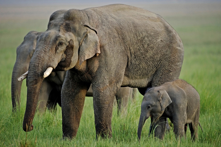 Maschio di elefante asiatico accanto a un piccolo