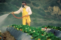 I residui di pesticidi su frutta e verdura riducono la fertilità maschile