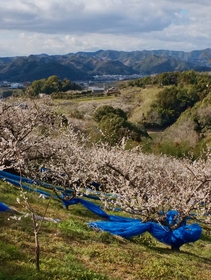 Ume, Japan’s favourite pickle, is the fruit of 400 years of sustainable farming