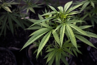 Il Lussemburgo sarà il primo paese europeo a legalizzare la cannabis per uso ricreativo