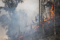 Incendi, negli ultimi 20 anni raddoppiati a causa dei cambiamenti climatici