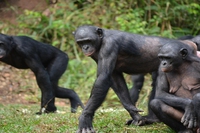 14 bonobo ritornano nella foresta pluviale del Congo
