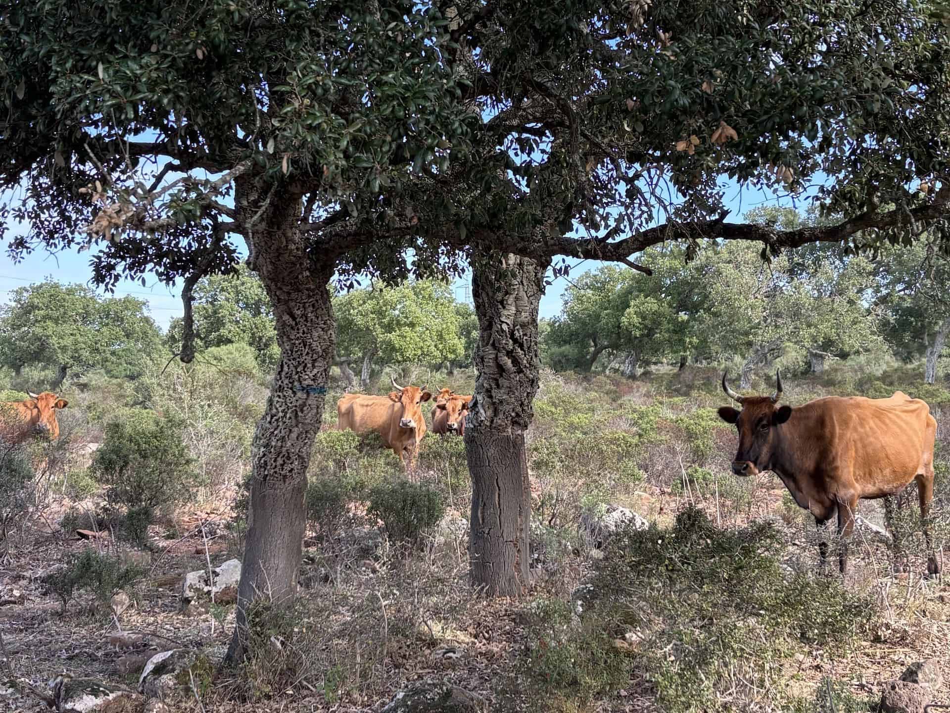 Animali allo stato selvaggio sull'altopiano della Giara &copy; Beatrice Spagoni