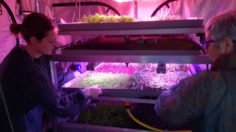 seme di cotone germogliato sulla Luna