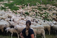 Transumanza in valle Camonica: un patrimonio Unesco diventa arte partecipata