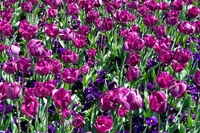 Australian flowers, what are they and which are their properties